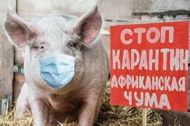 Профилактические мероприятия по африканской чуме свиней